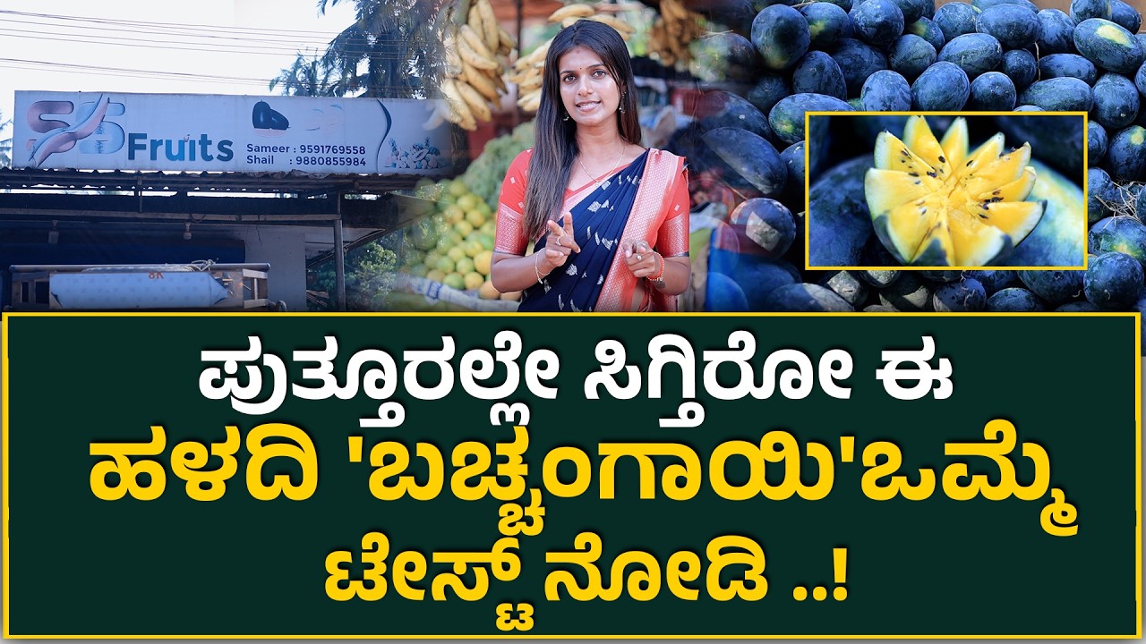 Puttur | ಪುತ್ತೂರಲ್ಲೇ ಸಿಗ್ತಿರೋ ಈ ಹಳದಿ 'ಬಚ್ಚಂಗಾಯಿ'ಒಮ್ಮೆ ಟೇಸ್ಟ್ ನೋಡಿ ..!Yellowwatermelon