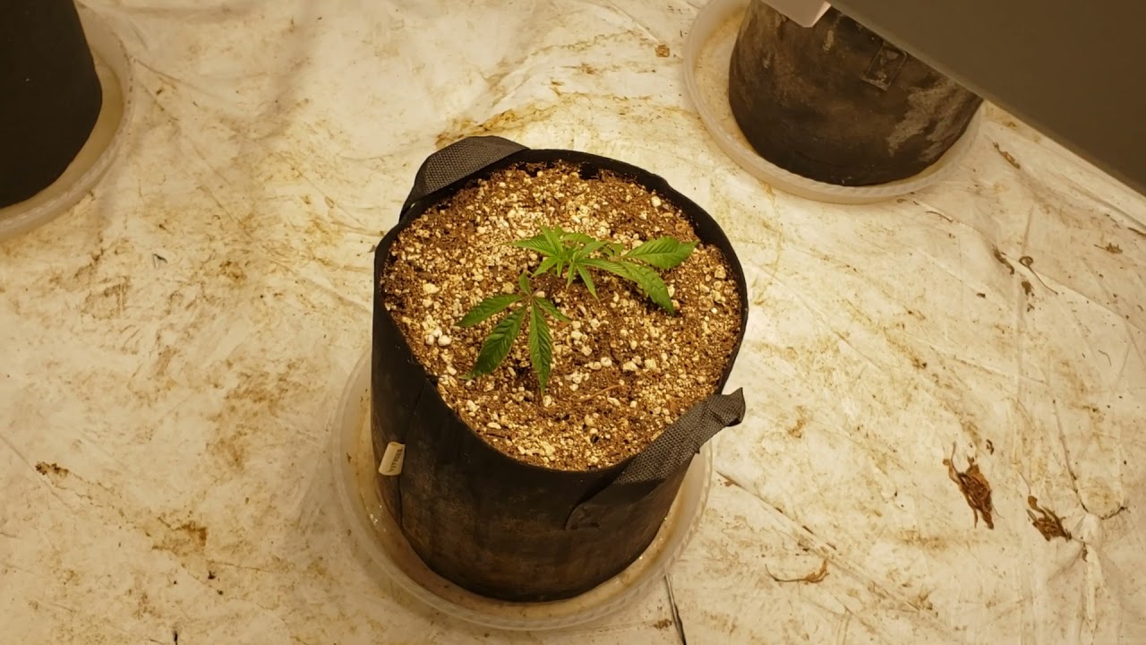 2021 indoor gush mints grow