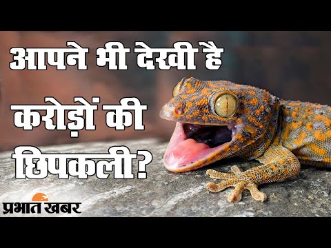 Exclusive | 7 करोड़ की 14 छिपकली! BSF के हाथ लगीं ये अजूबी छिपकलियां | Trending Videos | Viral Video