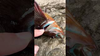 This Fish Has Blue Meat