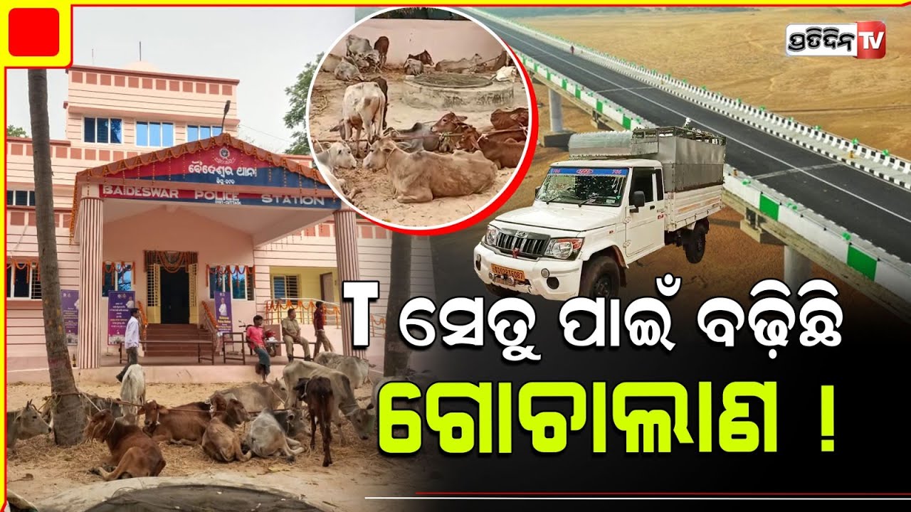 T ସେତୁ ବଢ଼ାଇଛି ଗୋଚାଲାଣ, ବାଙ୍କୀ ବୈଦେଶ୍ୱର୍ ପତନି ଛକରେ ପିକ୍ ଅପ୍ ଜବତ୍। Banki Cuttack.