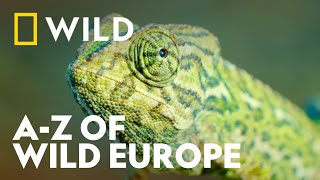 The AZ Of Wild Europe | Wild Europe | National Geographic WILD UK