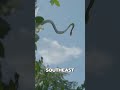 The Snake That Flies #shorts #shortfact #quickfact #didyouknow