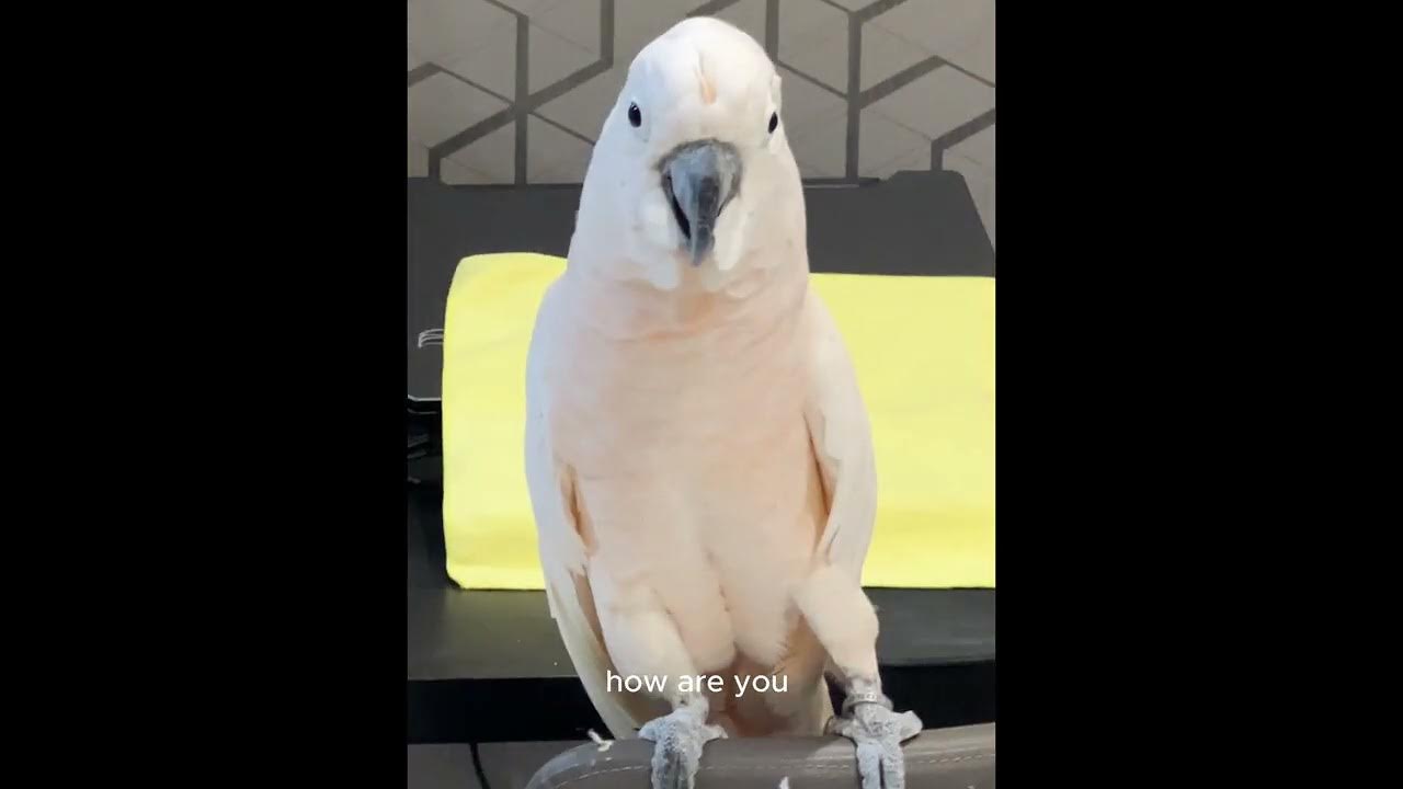 uu the moluccan cockatoo loves singing, dancing and candy!!! YouTube