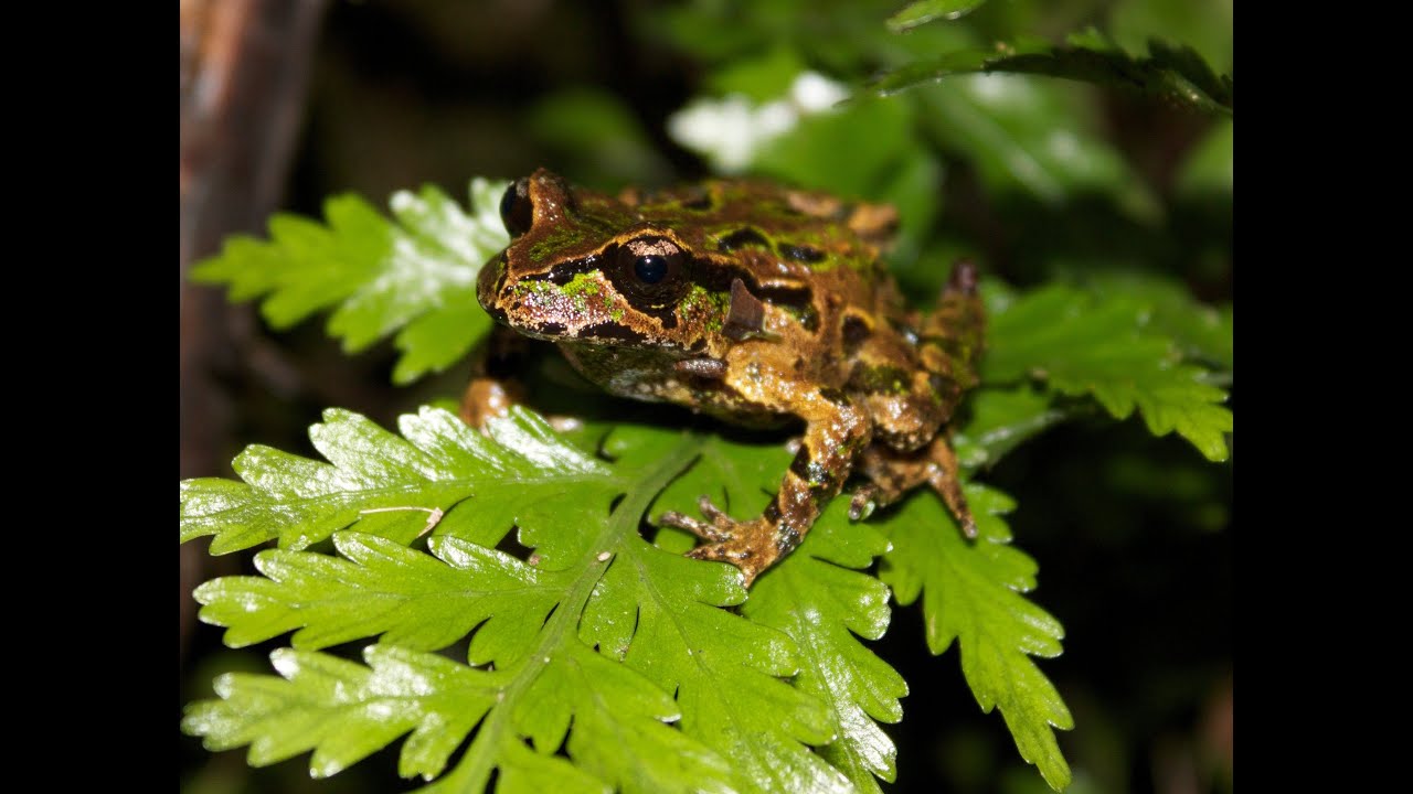 Archey & Friends - A Helping Hand for the Future