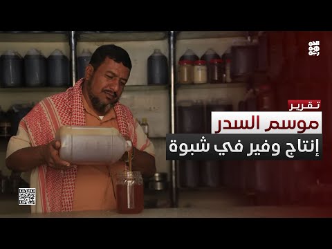 موسم عسل السدر في شبوة إنتاج وفير وجودة عالية