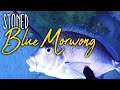 Sleeping blue mowie  spearfishing sydney