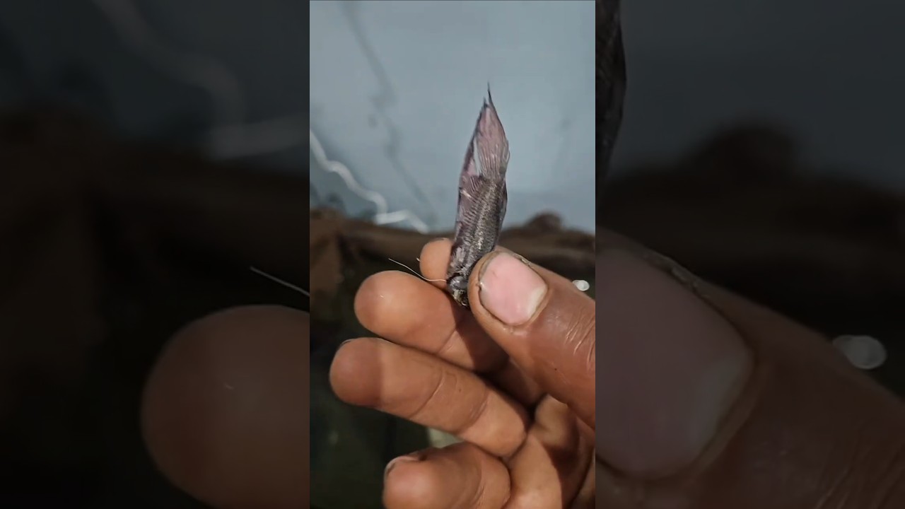 RED BETTA FISH JUMP AQUARIUM 