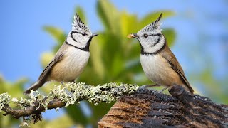 10 Hours of Beautiful Birds (No Music) Relaxing Nature Sounds, Chirping Birds Heal the Mind