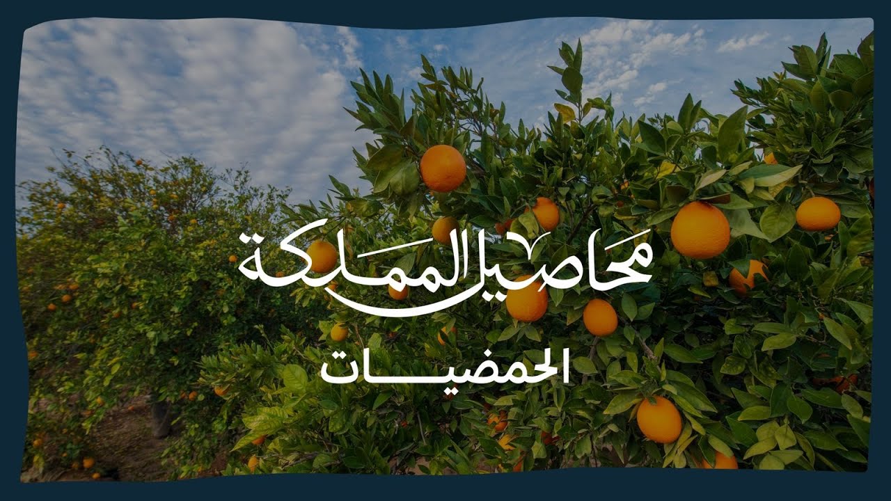 برنامج محاصيل المملكة | الحمضيات
