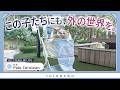 猫2匹とペットカートで外の世界へ！災害・通院の備えにもなりました【PETTENA MILOU】