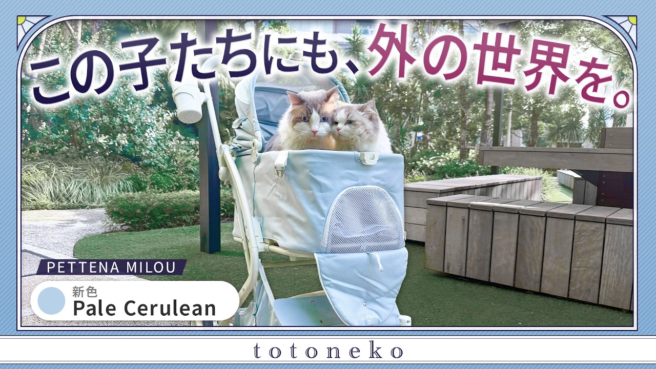 PETTENA MILOUのペットカートにラグドールのココとミコを乗せて散歩する様子
