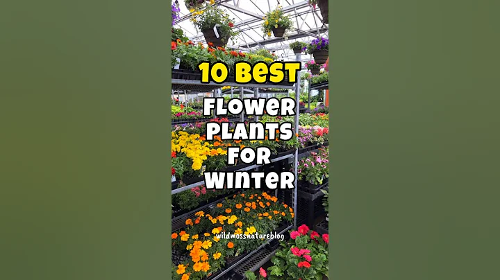 Best flower plants to grow in winter✅