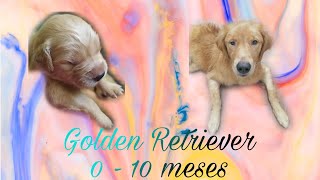 Cachorro Golden Retriever creciendo #puppy #goldenretriever