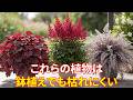 鉢植えでも育つ、ほぼ手入れ不要の放置系多年草17選! 長年の園芸家の秘訣は、手入れよりも植物選びにある