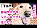 【保存版】快適なシニア犬生活を送る方法