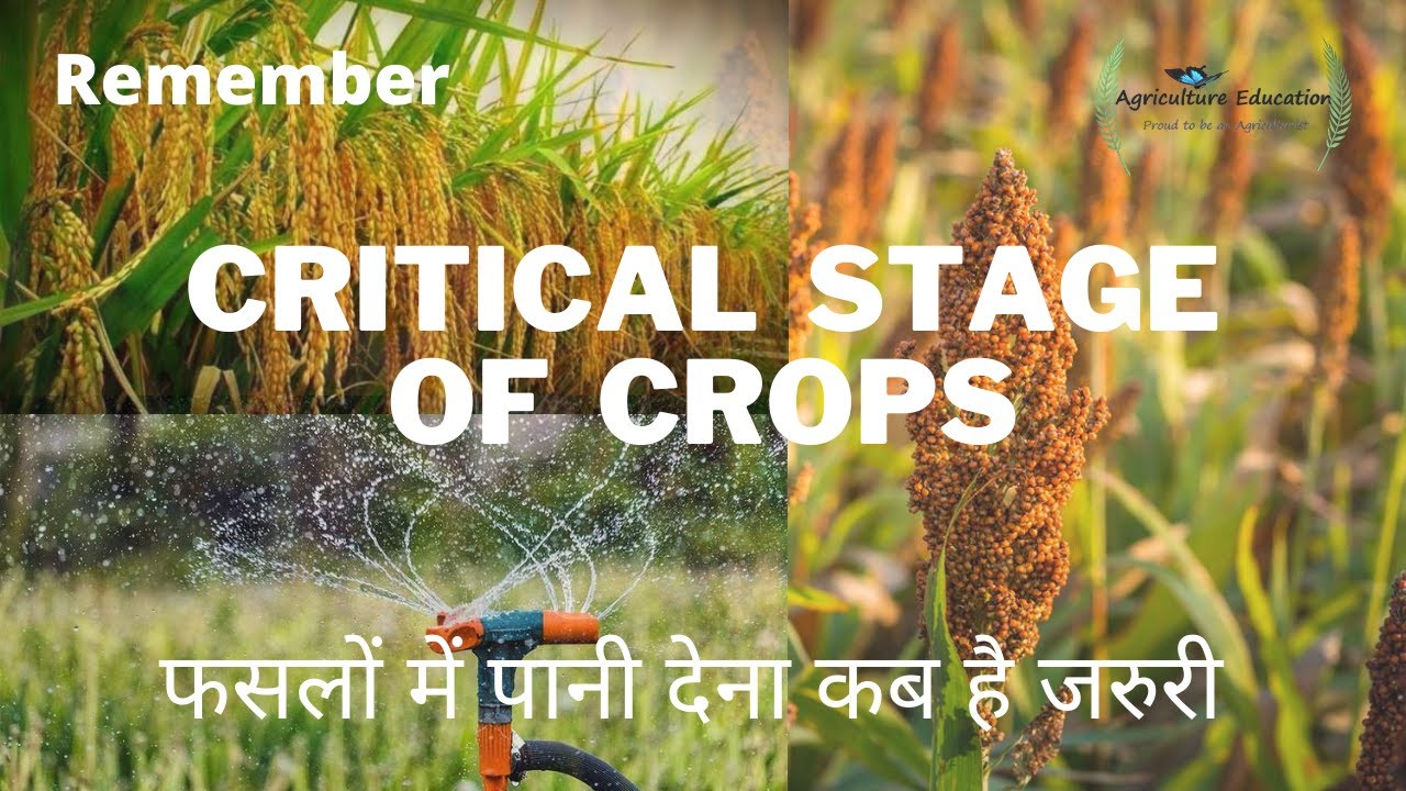 Critical Stage of Crops,फसलों में पानी देना है कब है जरुरी, Moisture sensitive stages of plants