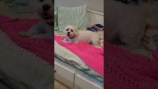 APQS Millie Comfort Table with New Quilt Path vs APQS Lucey Deluxe Table with Old Style Quilt Path