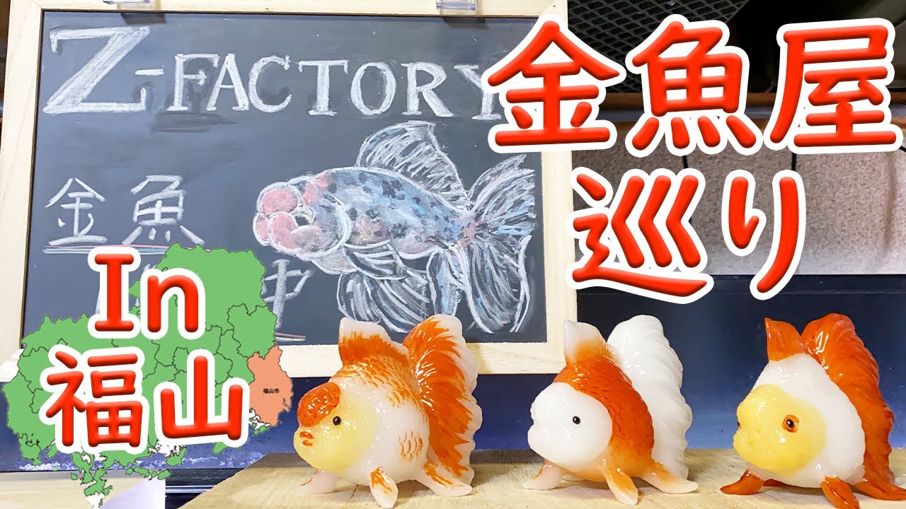 金魚さん専用！ 出目金ST トリカラー インドネシア産 10cm #金魚 #出目金 #出目