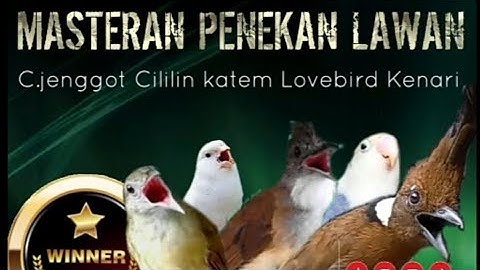 cucak jenggot,cililin,kapas tembak,Lovebird,kenari MATERI KARAKTER TEGAS #adiCBC@CreatorBirdChanel