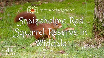 Snaizeholme Red Squirrel Reserve in Widdale