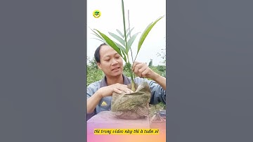 Kỹ Thuật UỐN Cây  Bonsai cho người mới bắt đầu | Cau bonsai #shorts