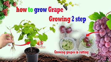 how to grow Grape tree from grape fruit in water #Growing grapes in pots from cutting #Cutting