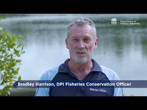 DPI Fish Friendly Councils: An overview of the Fisheries Management Act, Permits and Orders