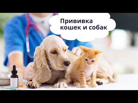 Прививка кошек и собак