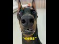 Annie: every dog can be a good boy one day #Doberman #The daily life of a stupid dog