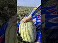 farmers harvest watermelons with satisfactory results #shorts