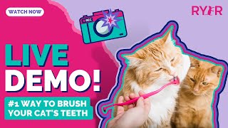 The #1 Way to Brush Your Cat's Teeth  An Easy to Follow LIVE DEMO