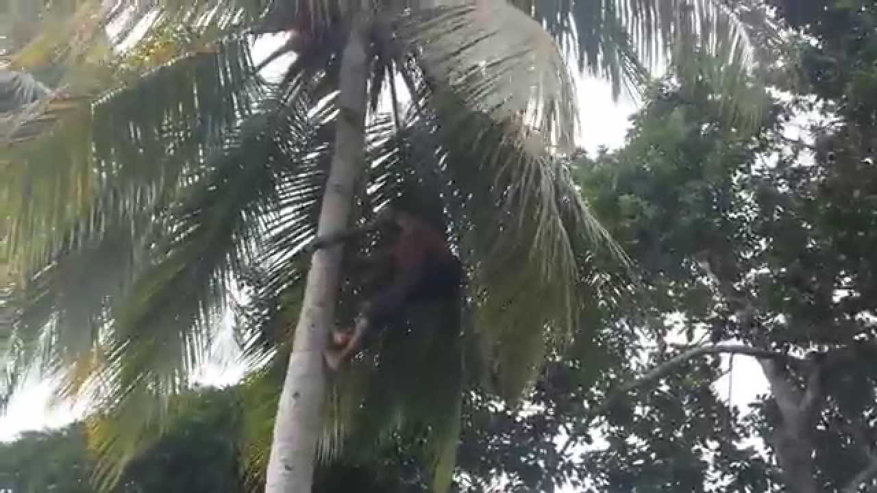 Climbing a coconut tree the Jamaican way YouTube