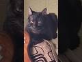 Black panther#pets_animal#cat# #catlover