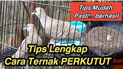 CARA TERNAK PERKUTUT LENGKAP SAMPAI PANEN ANAK PERKUTUT || Tips Ternak Perkutut Pasti Berhasil