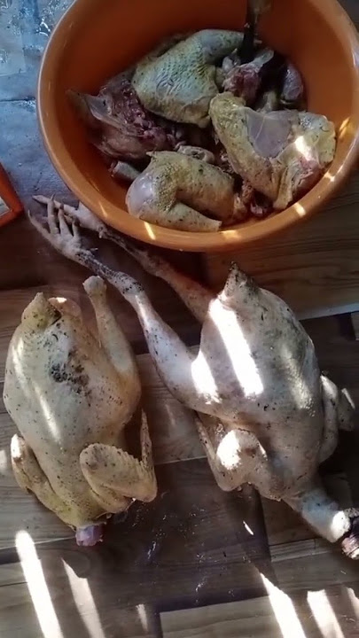 ayam kampung dalam