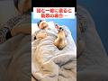 猫と一緒に寝るリスク