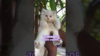 Persian cat for sale|Kerala Persian cat market|7034068605|Persian kitten available|transportation|