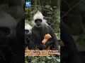 Rare footage of baby white-headed langur in China&#39;s Guangxi