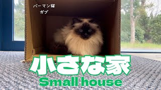 バーマン猫ガブ【小さな家】Small house バーマン猫Birman/Cat