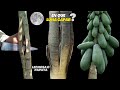 En que Luna Capar un árbol de Papaya o Lechosa