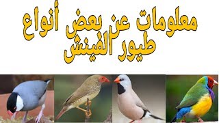 معلومات عن بعض أنواع طيور الفينش