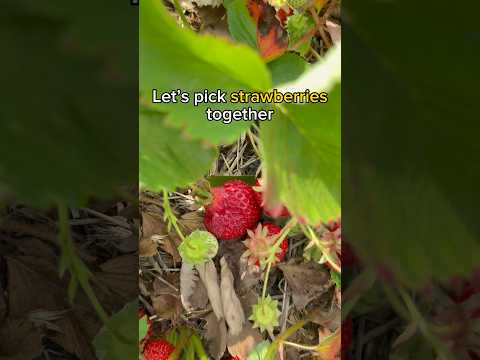 Let’s pick strawberries together in USA farm #usa #travel #nature #america