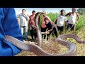 देखिए खतरनाक नाग सांप अपनी केंचुली के साथ कहा छुपा था | Venomous Cobra Snake Rescued