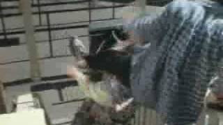 3 Ninjas High Noon At Mega Mountain - Part 1 Of 15 - Movie