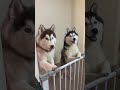 Husky Food #youtubeshorts #husky #doggielife #huskylife #dog #pets #tomandzara #funnydog