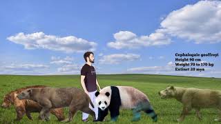 BEARS Size comparison by RB Dahri 6,087 views 1 year ago 7 minutes, 1 second