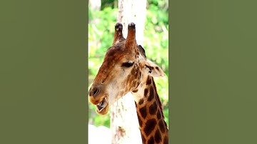 giraffe sounds , giraffe sound #cutelittleanimals #animalsouds #animalnoises