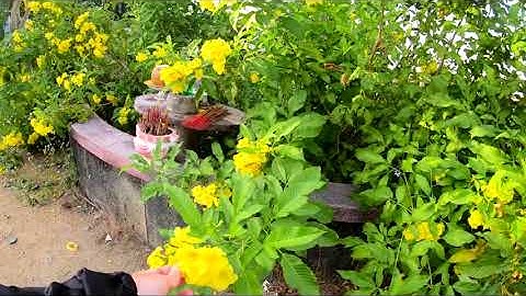 Nghĩa Trang Văn Giáp Q2