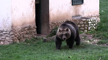 Dove si possono vedere gli orsi in Abruzzo?